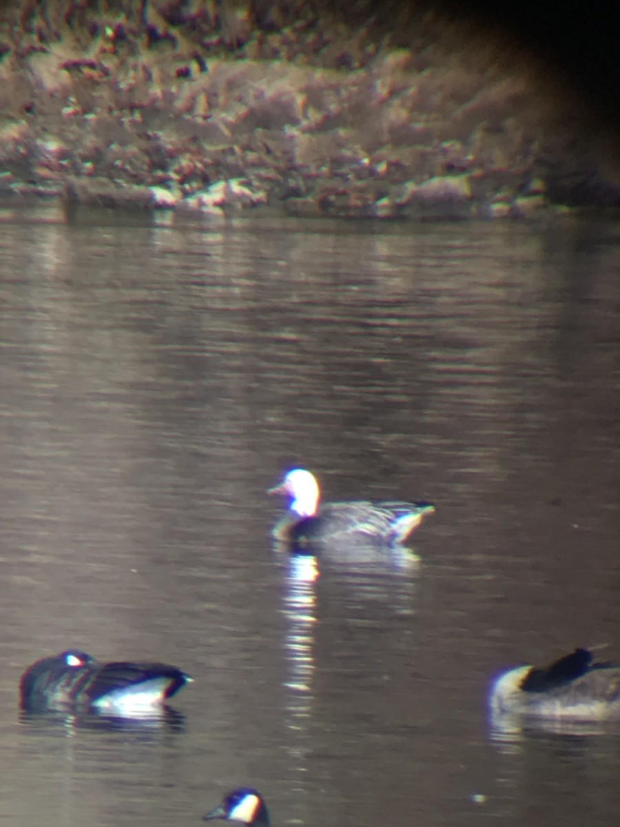 Ánsar Nival - ML186663171