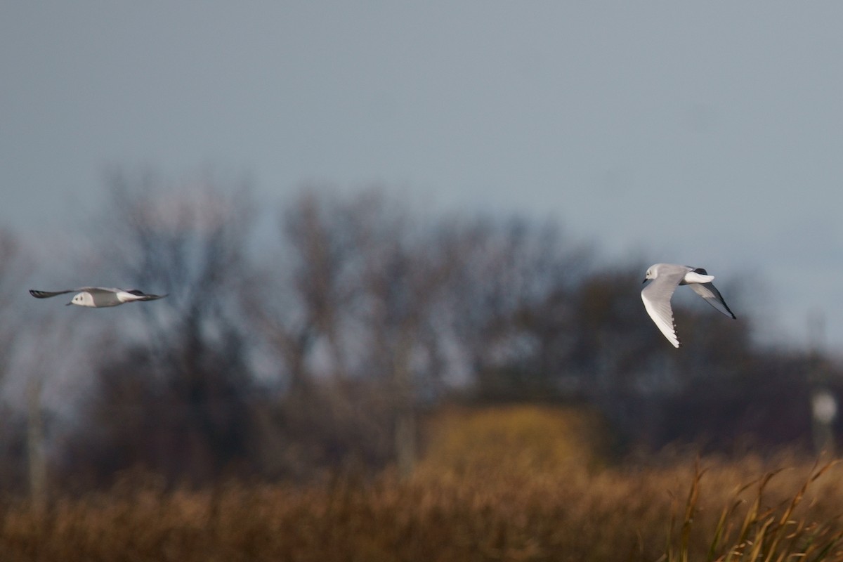 Bonaparte's Gull - Bob Athey