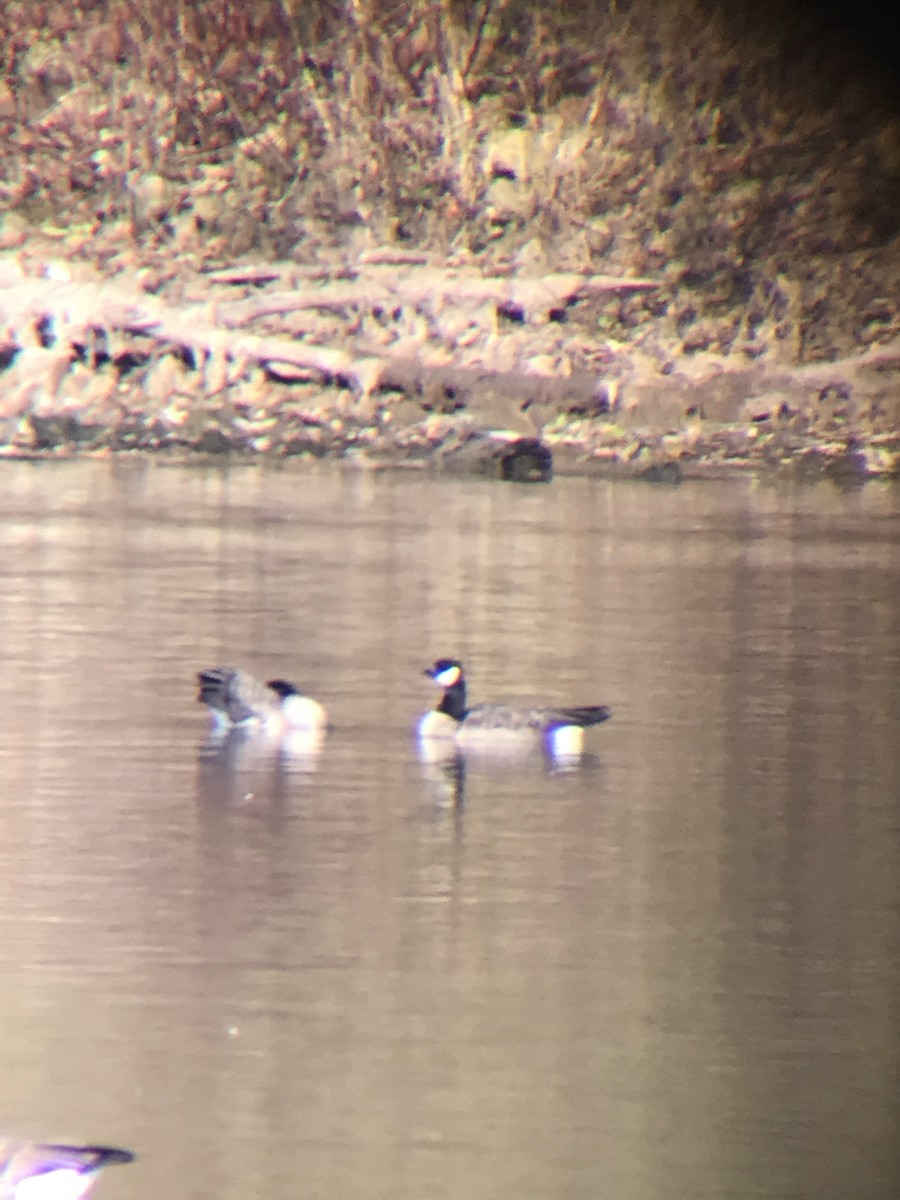 Barnacla Canadiense Chica - ML186663301