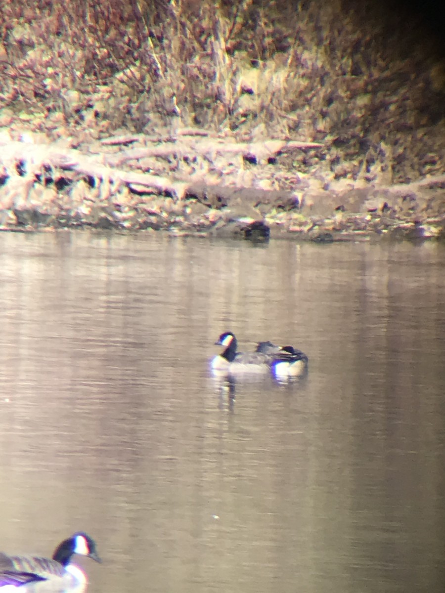 Barnacla Canadiense Chica - ML186663421