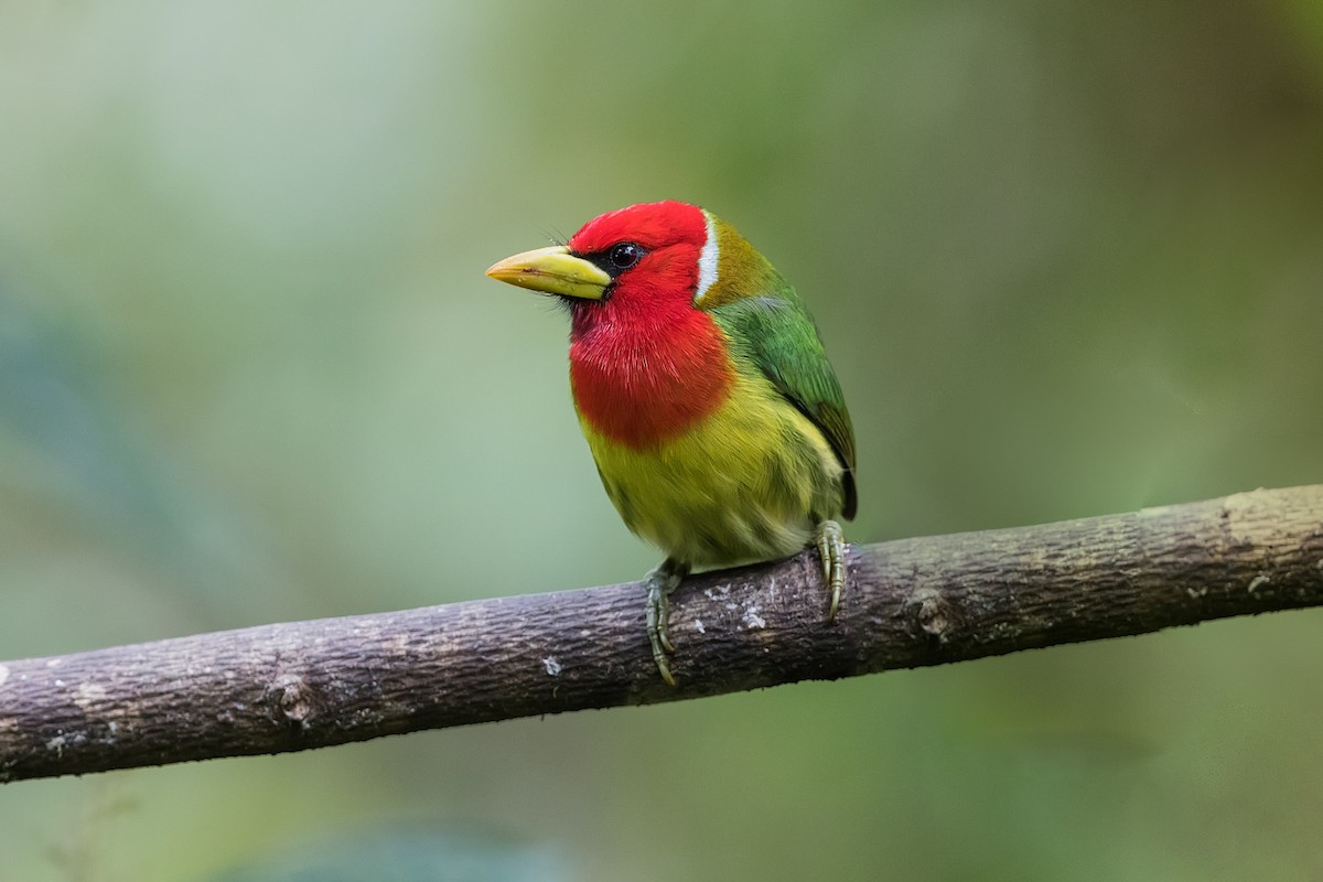 Red-headed Barbet - ML186664461