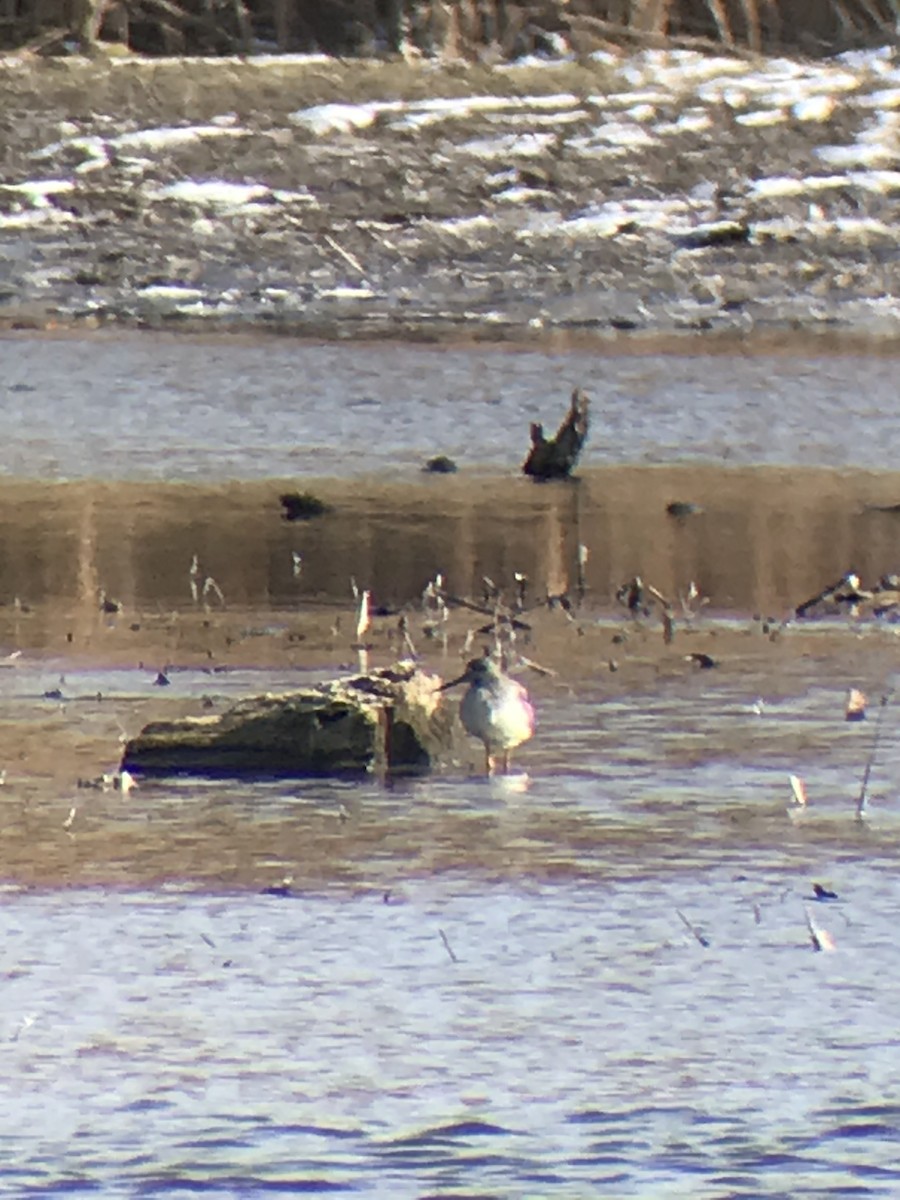 Archibebe Patigualdo Grande - ML186665041