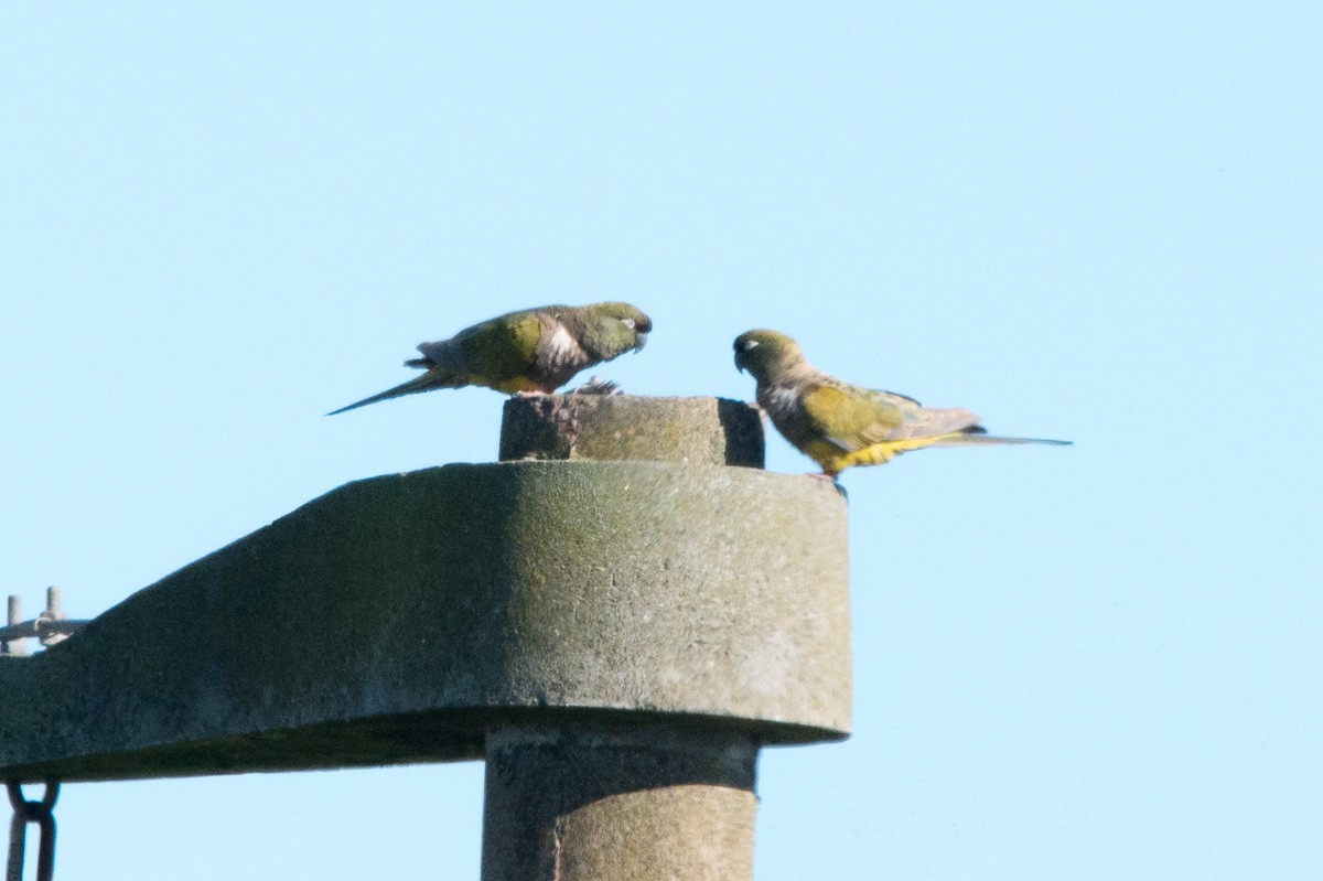 イワインコ - ML186665661