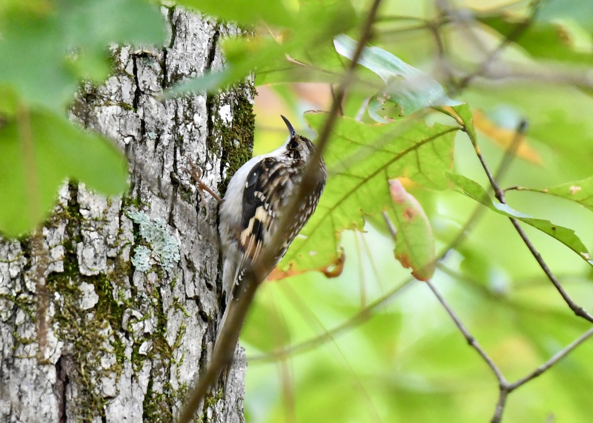 Brown Creeper - ML186665921