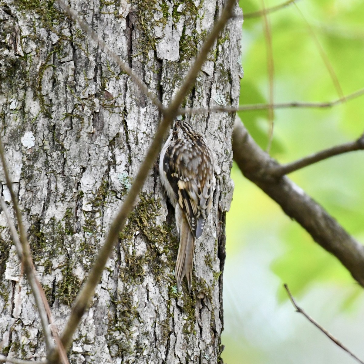 Brown Creeper - ML186665931