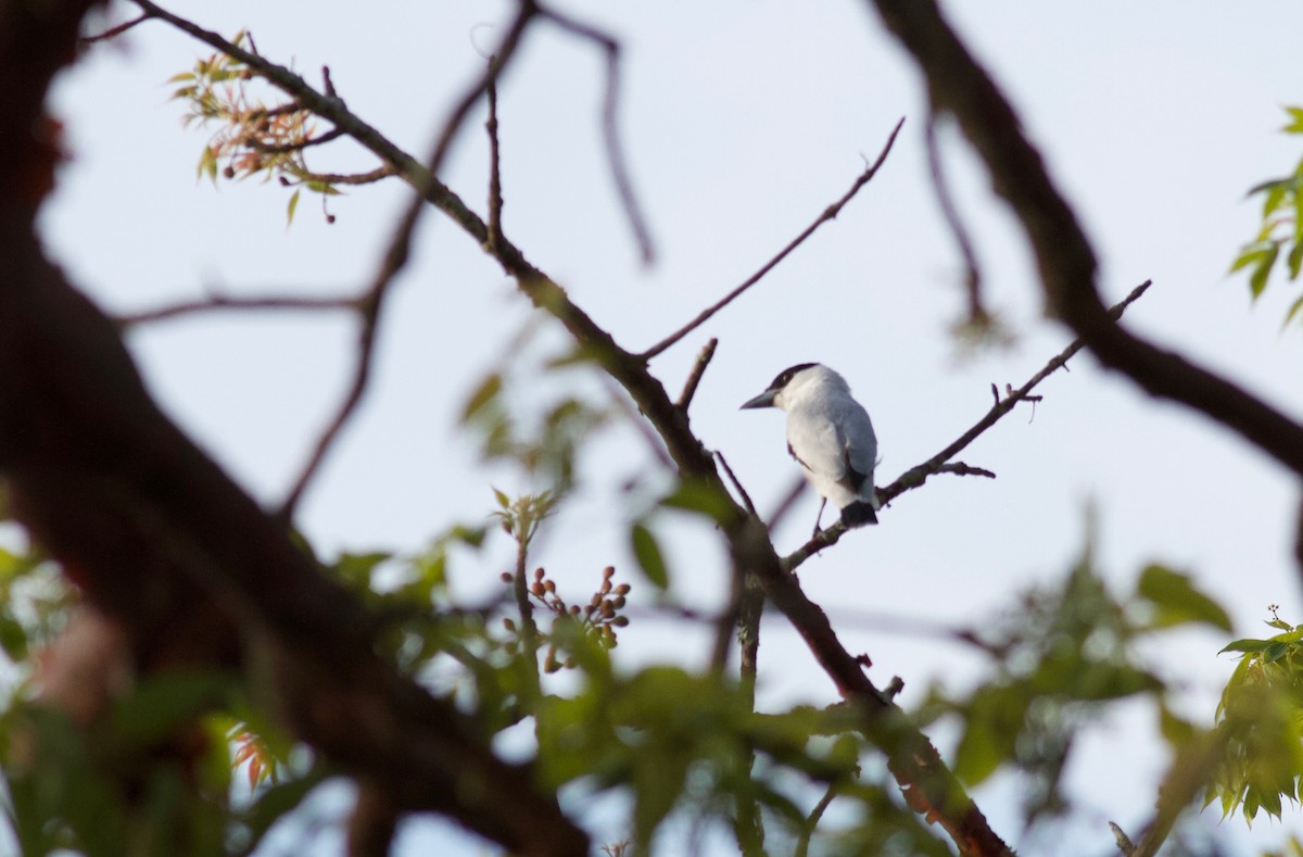 Black-crowned Tityra - Ryan Terrill