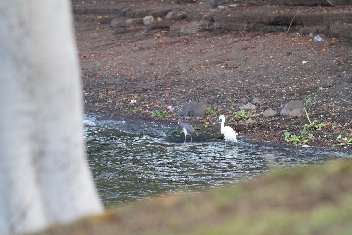 Tricolored Heron - ML186669761