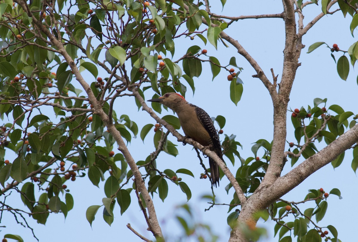 Golden-fronted Woodpecker - ML186669891