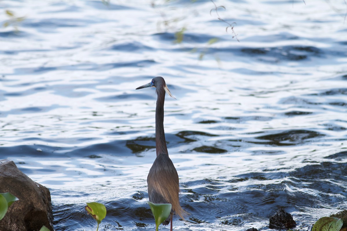 Tricolored Heron - Ryan Terrill