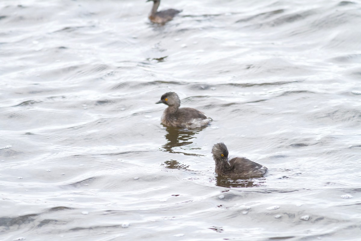 Least Grebe - ML186670101