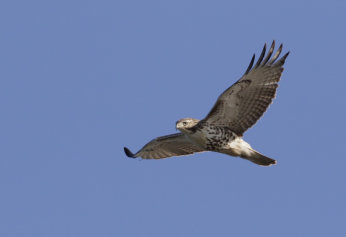 Red-tailed Hawk - ML186670141