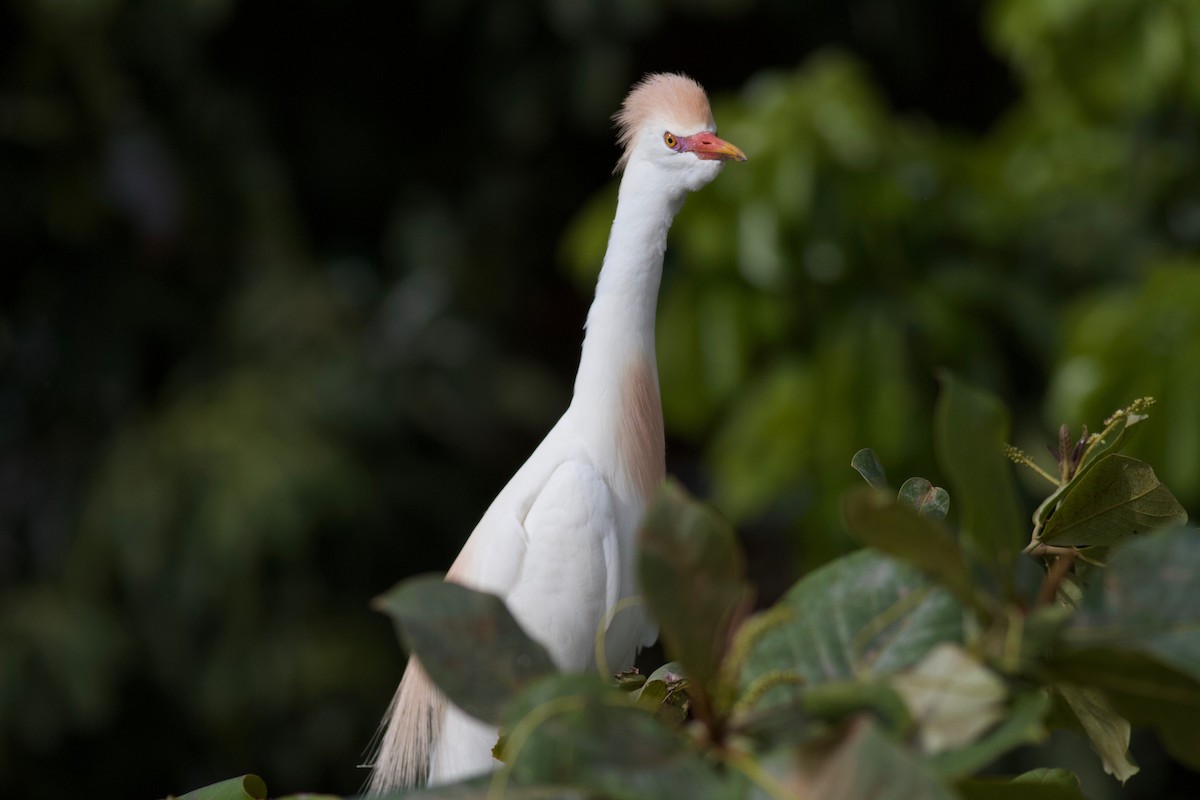 Western Cattle Egret - Ryan Terrill