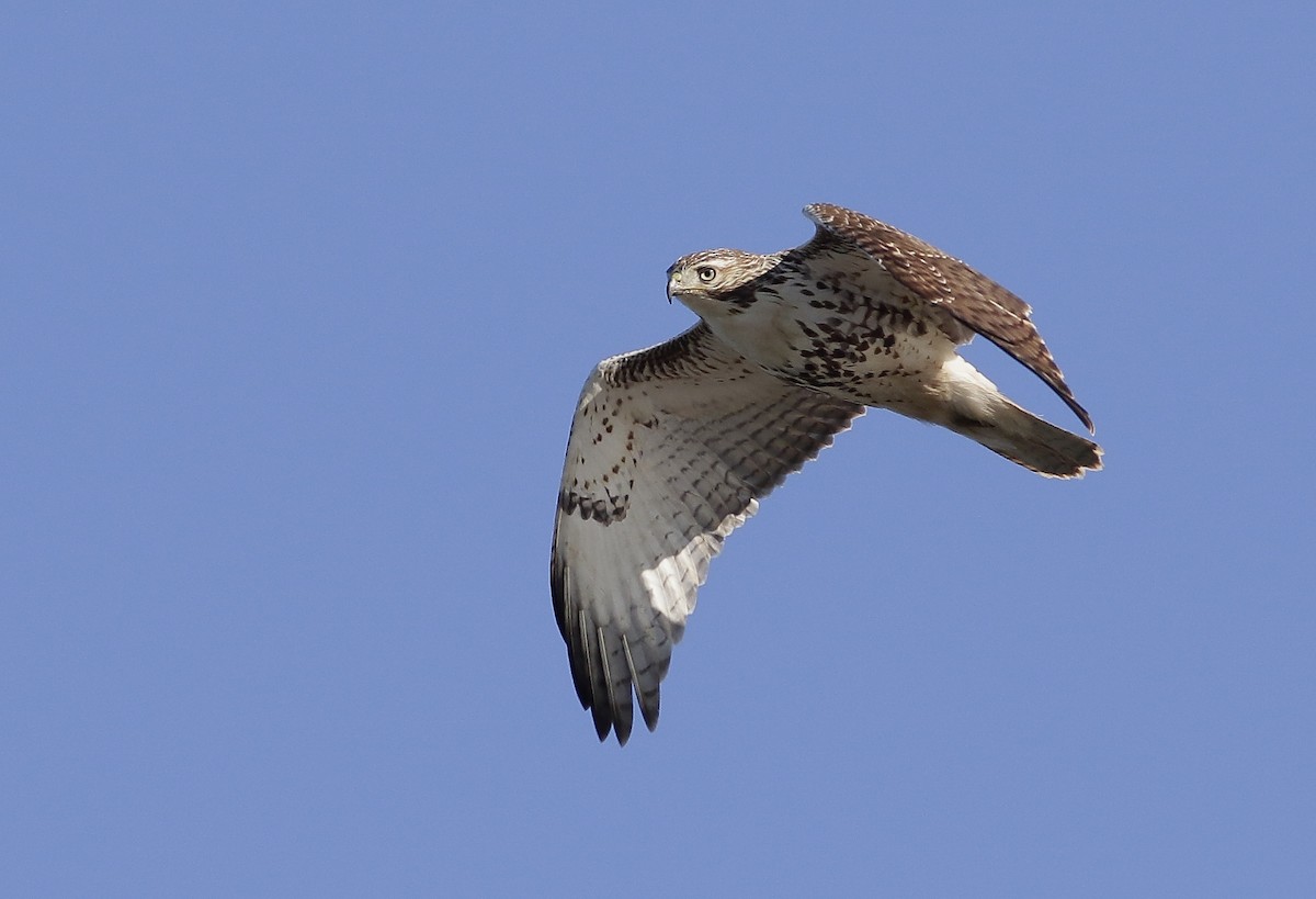 Red-tailed Hawk - ML186670441