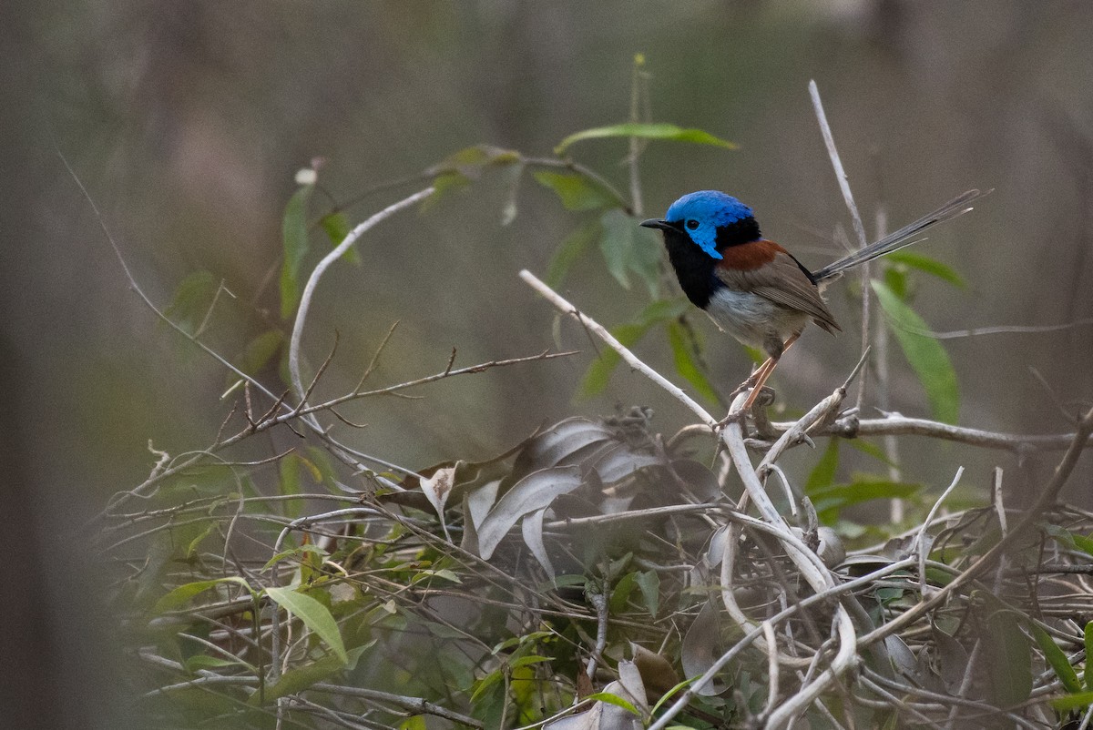 Variegated Fairywren - ML186671911