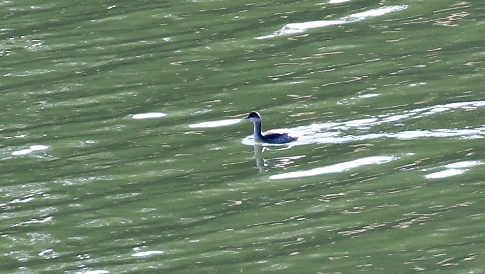 Eared Grebe - ML186672661