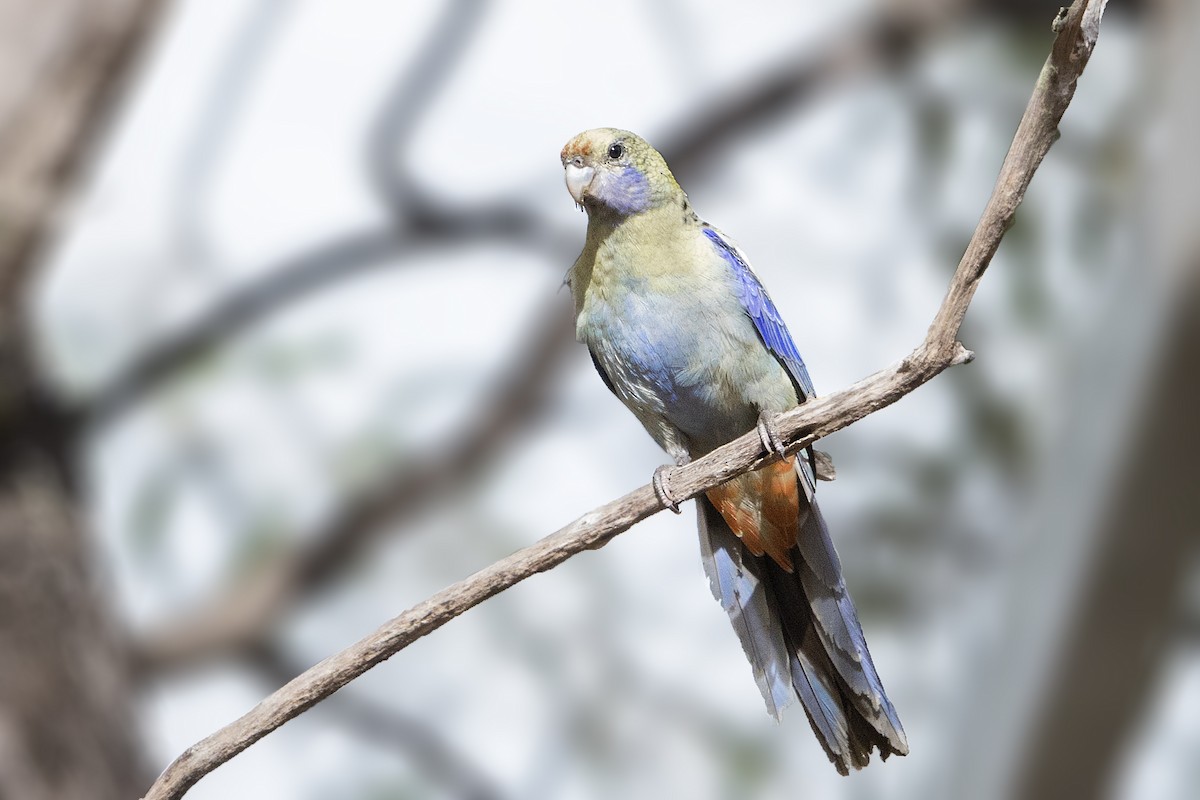 Pale-headed Rosella - Bradley Hacker 🦜