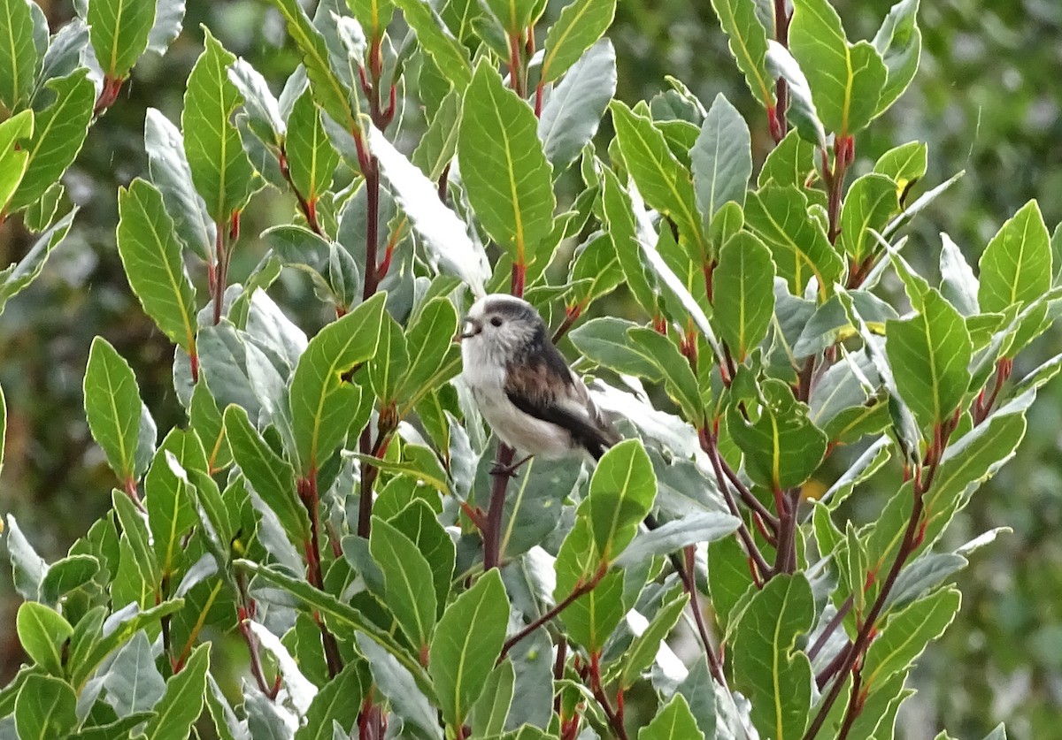 Long-tailed Tit (europaeus Group) - ML186673191