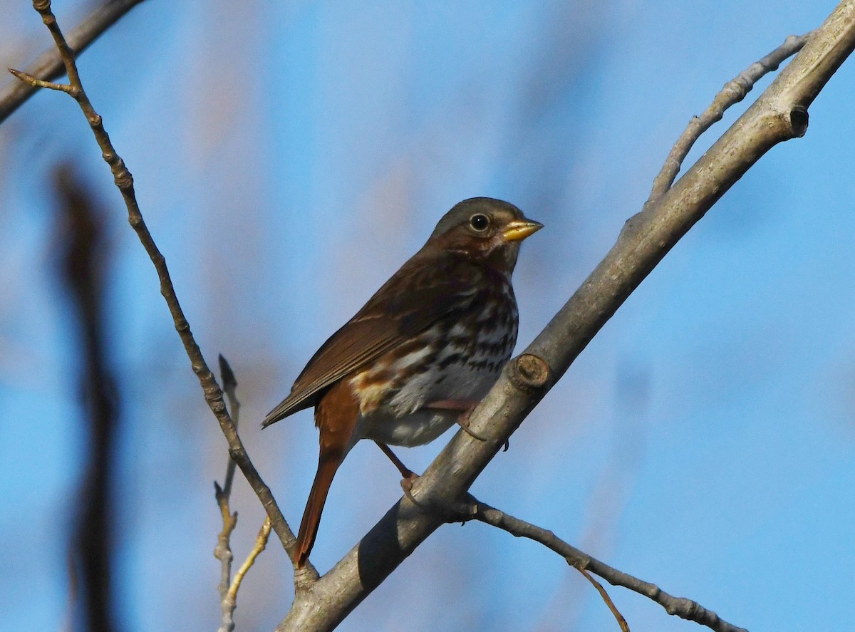 Fox Sparrow (Red) - ML186675271