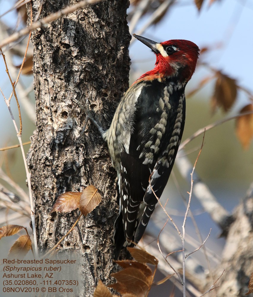 Red-breasted Sapsucker - BB Oros