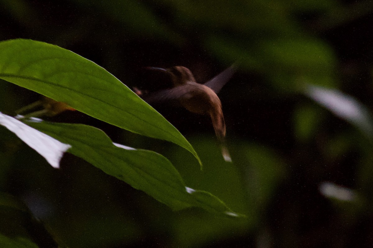 Пестрогорлый колибри-отшельник - ML186675751