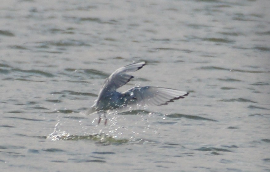 Bonaparte's Gull - ML186675801