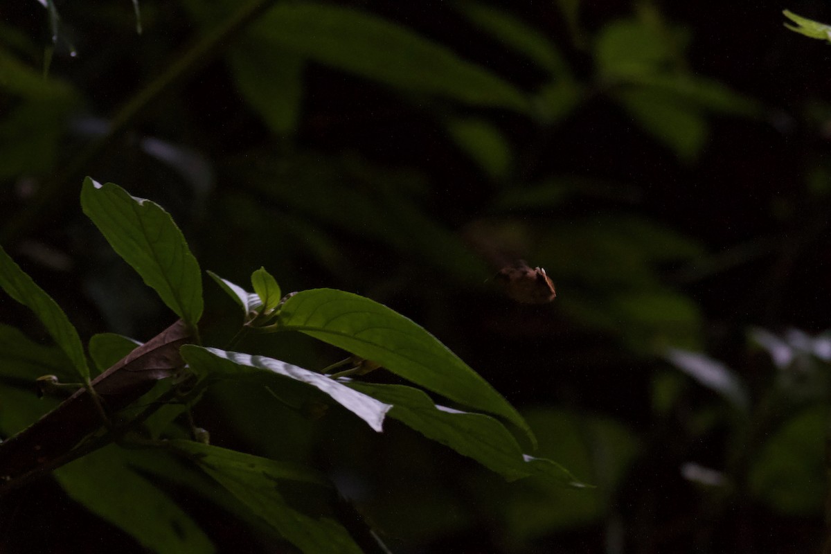 Пестрогорлый колибри-отшельник - ML186675871