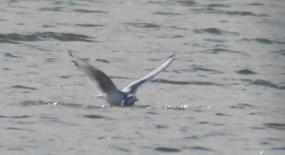 Bonaparte's Gull - ML186675921