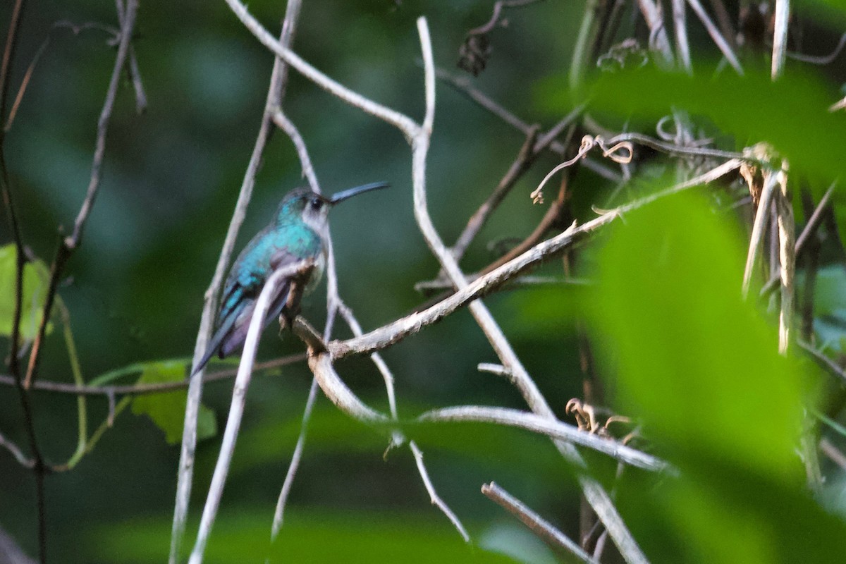 Wedge-tailed Sabrewing (Long-tailed) - Ryan Terrill