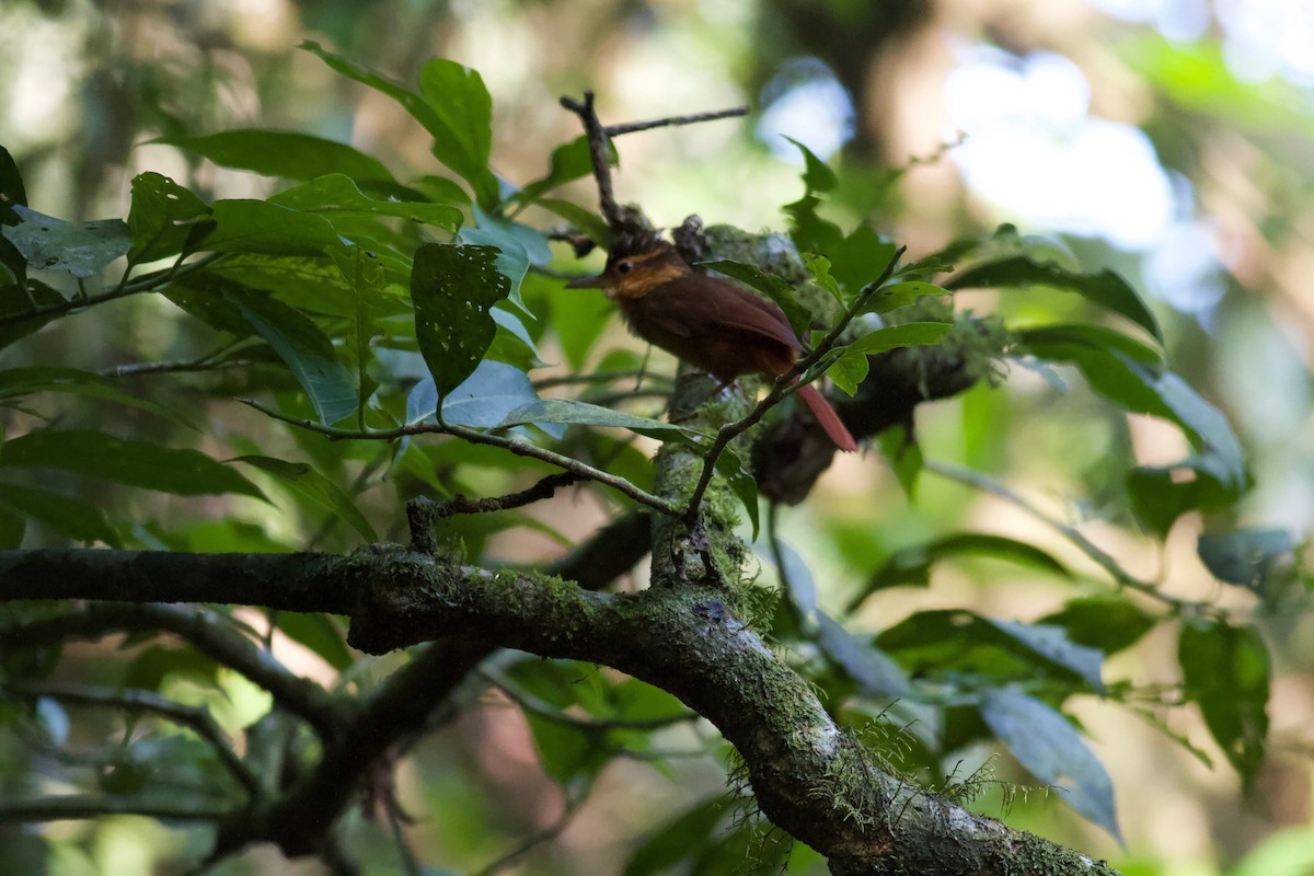 Fawn-throated Foliage-gleaner - ML186677781