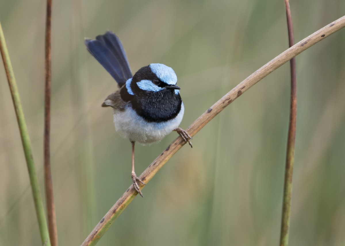 Superb Fairywren - ML186678011