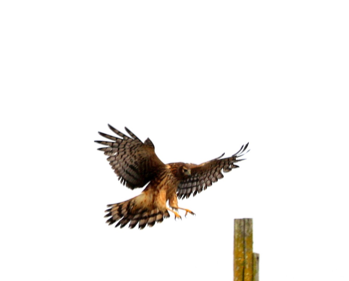 Northern Harrier - Mike Fung