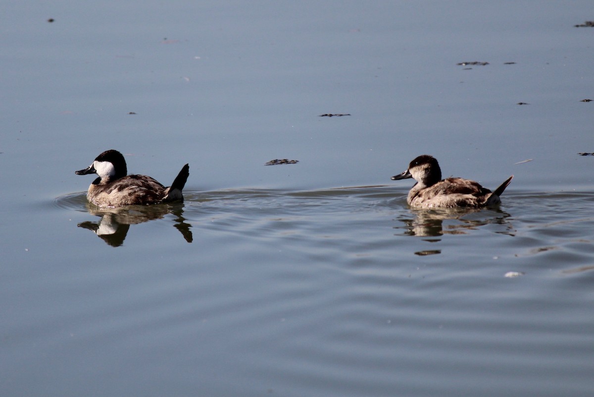 Ruddy Duck - ML186679051