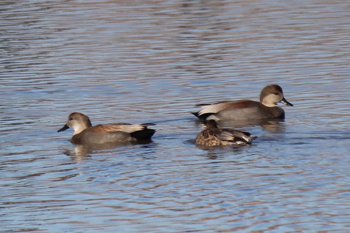 Gadwall - Ken Wade