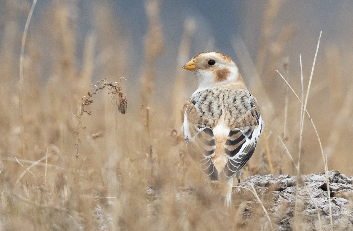 Snow Bunting - ML186679431