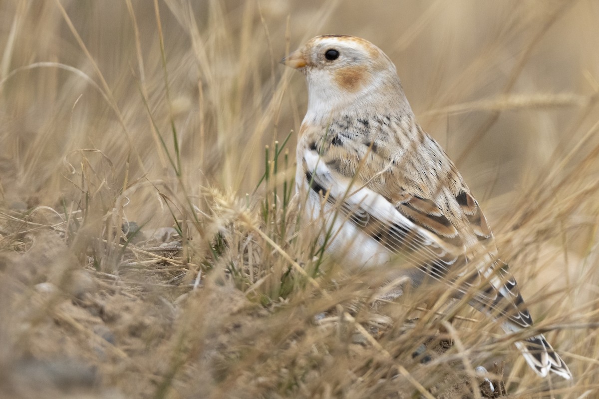 Snow Bunting - Ian Routley