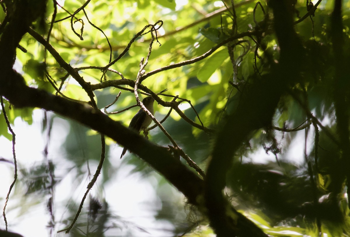 Wedge-tailed Sabrewing (Long-tailed) - Ryan Terrill