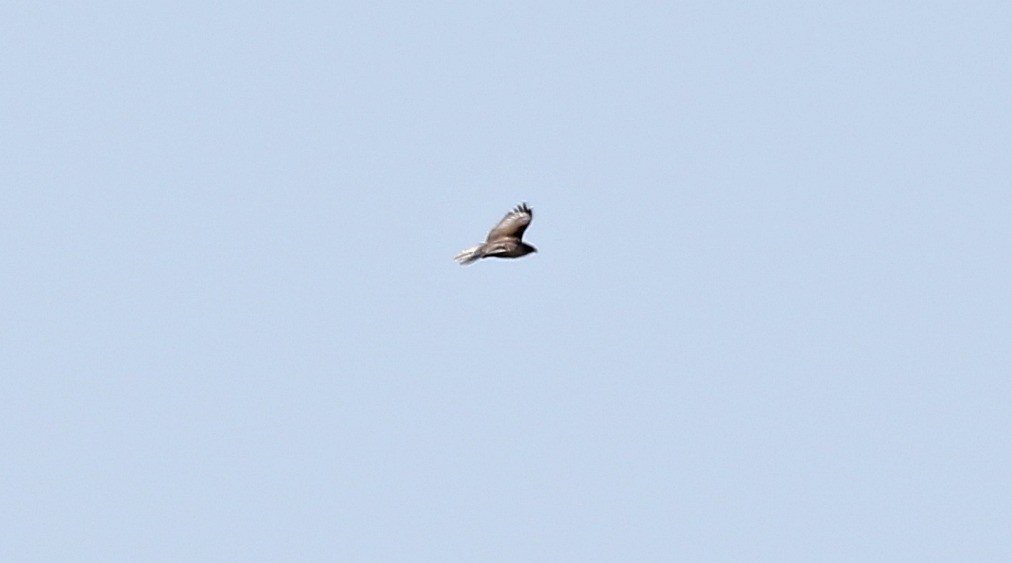 Ferruginous Hawk - ML186683371