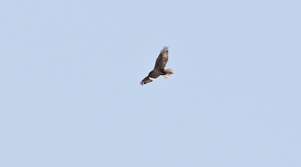 Ferruginous Hawk - ML186683381