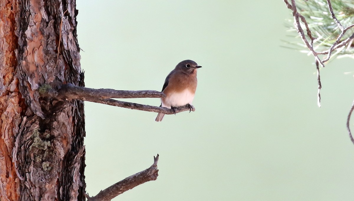 Eastern Bluebird - ML186683891