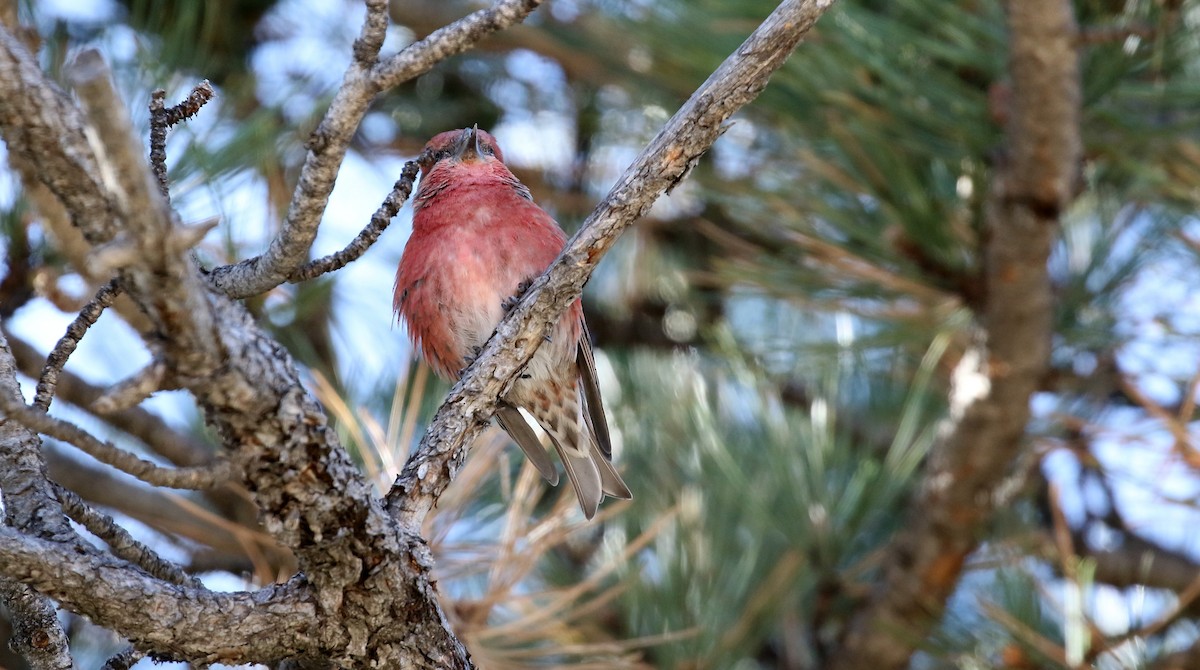 Red Crossbill - Kyle Gage