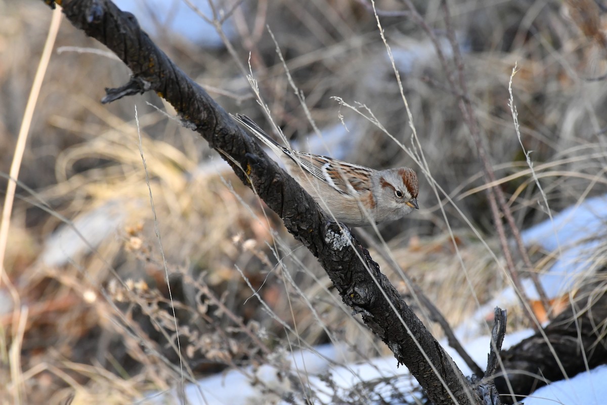 American Tree Sparrow - ML186684421