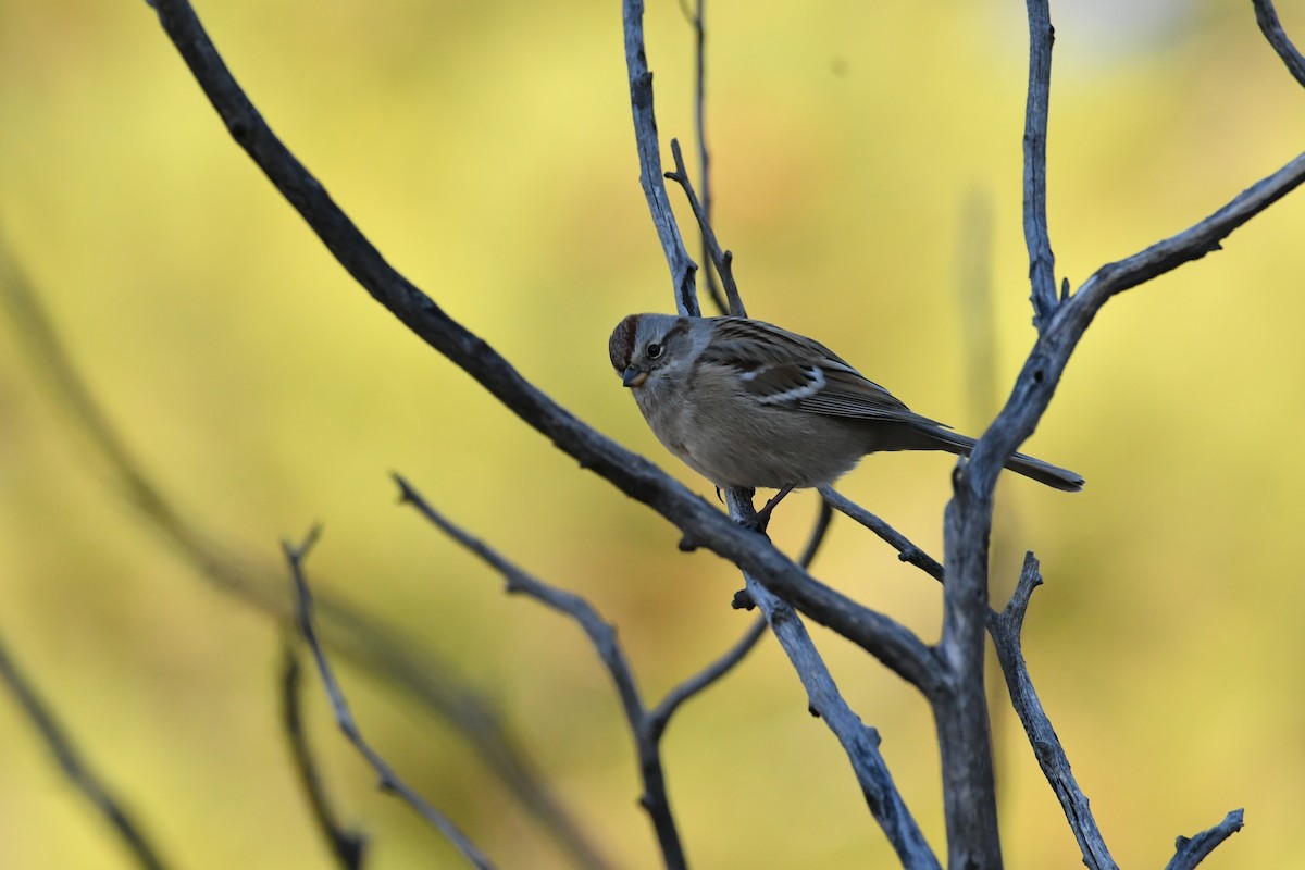 American Tree Sparrow - ML186684731