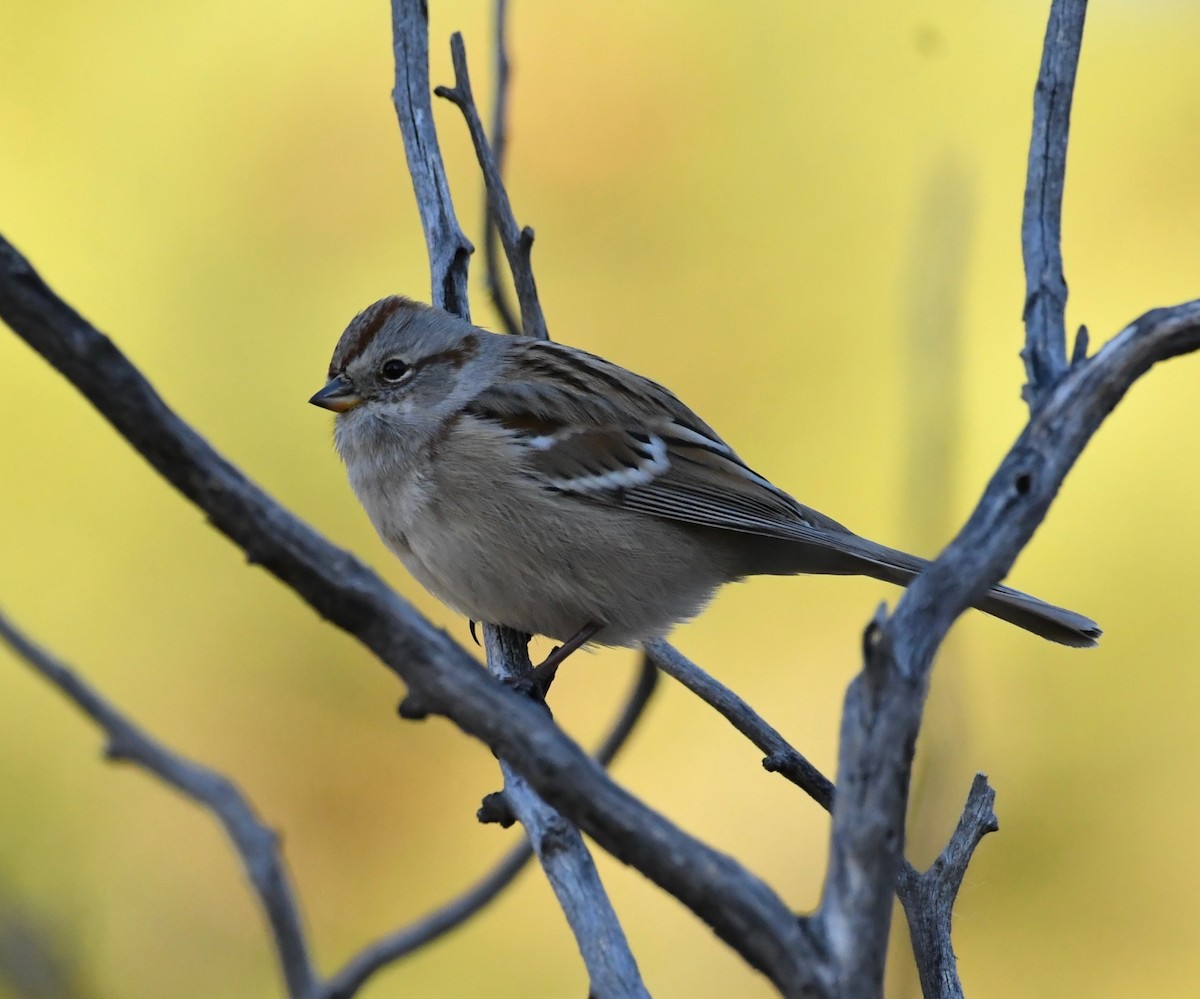American Tree Sparrow - ML186684781
