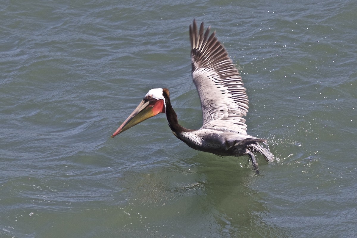 pelikán hnědý - ML186685461