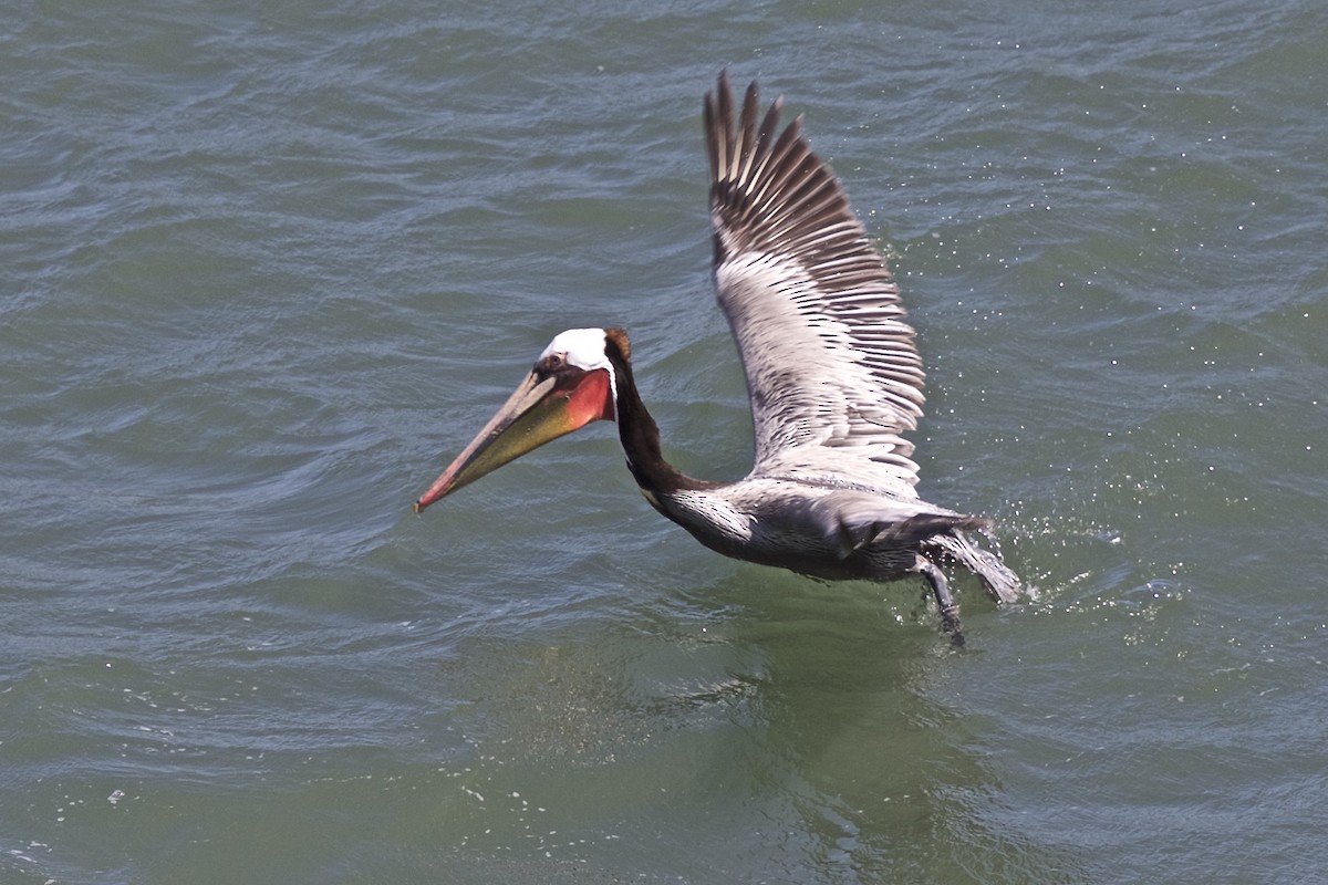 Brown Pelican - ML186685461