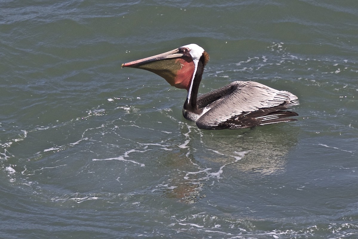 pelikán hnědý - ML186685471