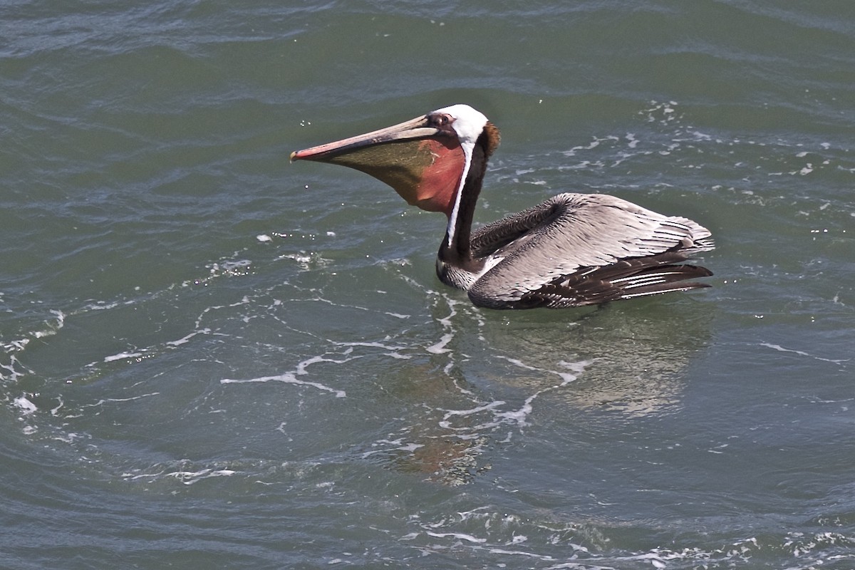 Brown Pelican - ML186685471