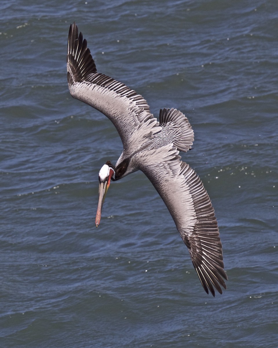 Brown Pelican - ML186685541