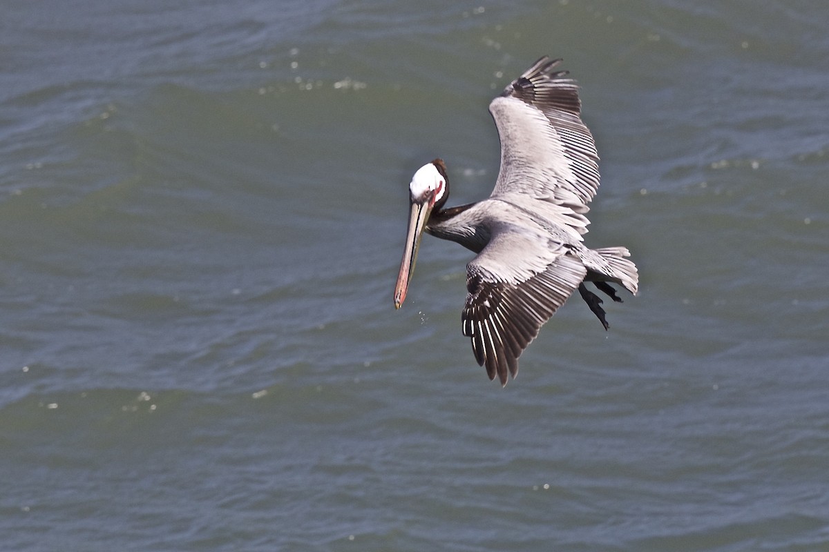 pelikán hnědý - ML186685561