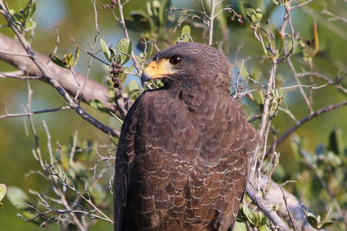 Cuban Black Hawk - ML186687541